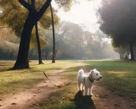 Small white dog on a leash walking along a sunny park path