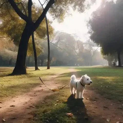 Small white dog on a leash walking along a sunny park path Movinglife