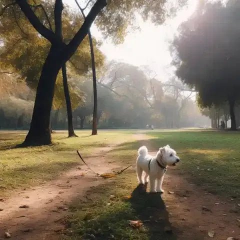 ATTO Folding Mobility Scooter: The Perfect Companion for Dog Walking